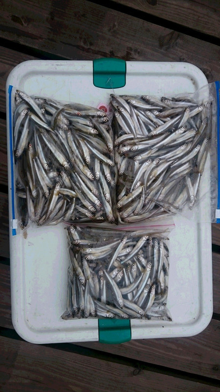 10月4日ワカサギ釣果1