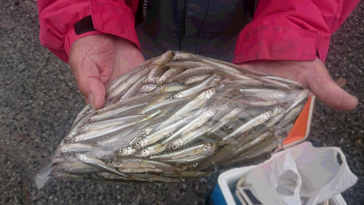 10月17日ワカサギ釣果