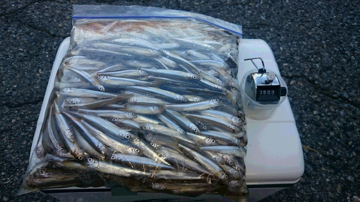 10月21日ワカサギ釣果2