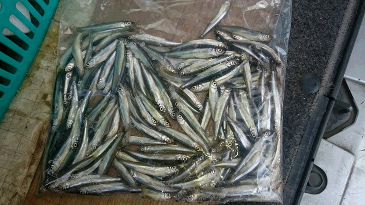 12月1日ワカサギ釣果