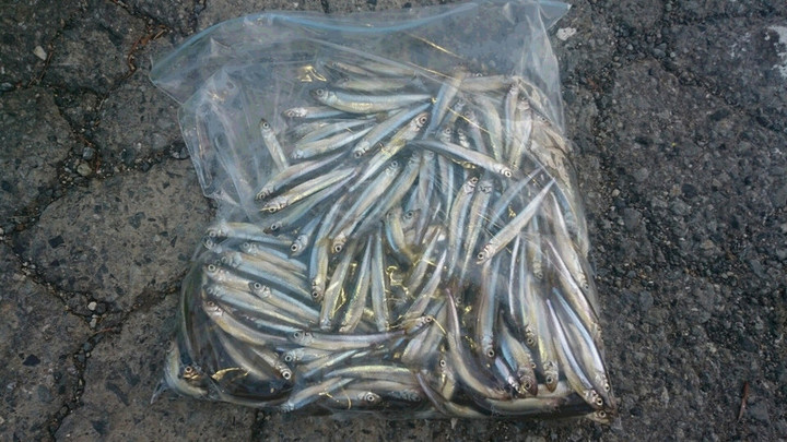 12月2日ワカサギ釣果