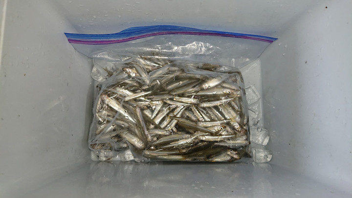 9月1日ワカサギ釣果2