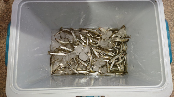 9月21日ワカサギ釣果1