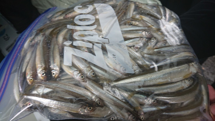 10月27日ワカサギ釣果1