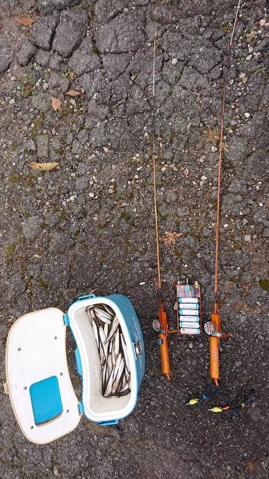 11月7日ワカサギ釣果