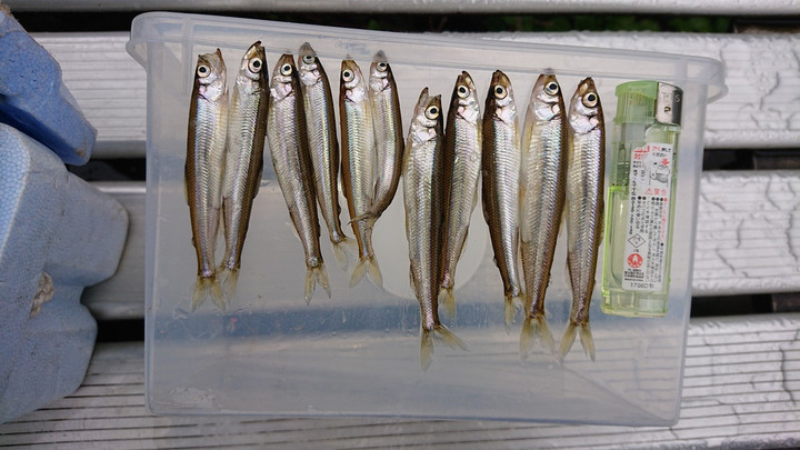 ワカサギ サイズ