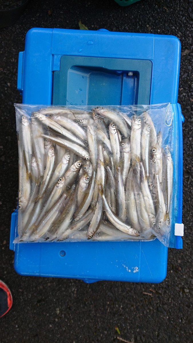 9月4日ワカサギ釣果