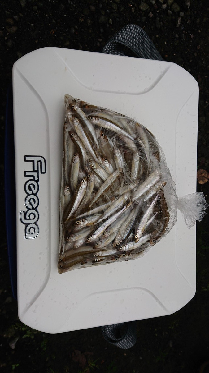 9月13日ワカサギ釣果1