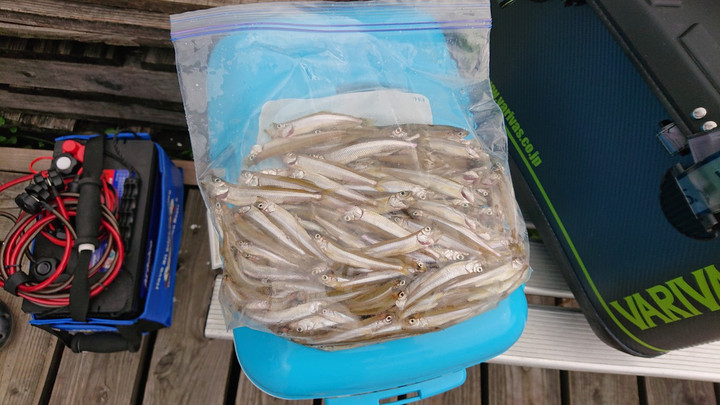 9月14日ワカサギ釣果