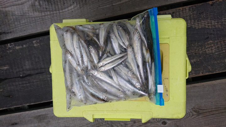 9月15日ワカサギ釣果2