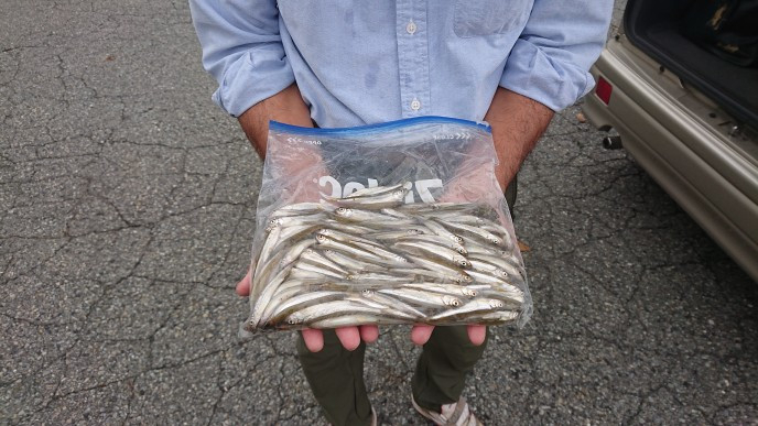 9月17日ワカサギ釣果2