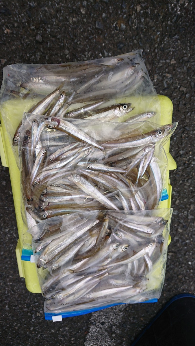 9月29日ワカサギ釣果1