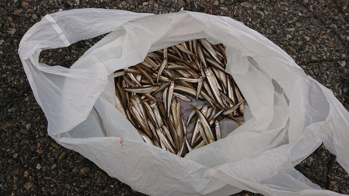 9月29日ワカサギ釣果2