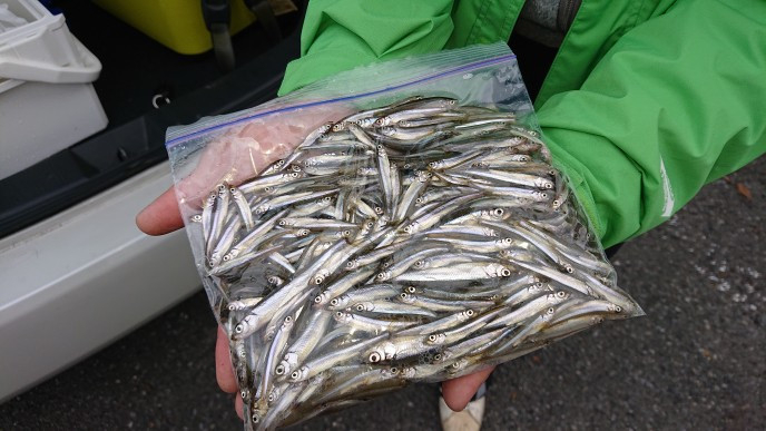 10月13日ワカサギ釣果
