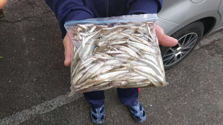 10月18日ワカサギ釣果4