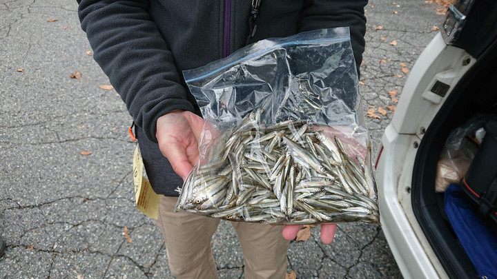 10月19日ワカサギ釣果1