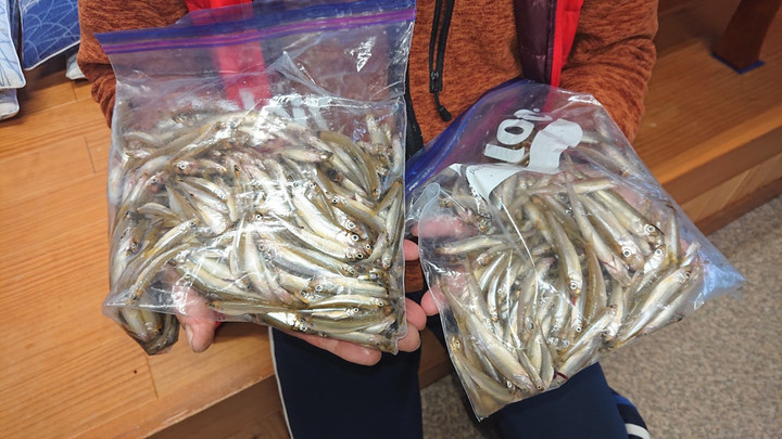 11月7日ワカサギ釣果