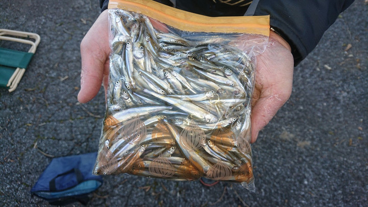 11月14日ワカサギ釣果