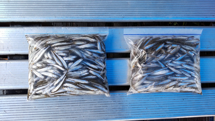 9月4日ワカサギ釣果