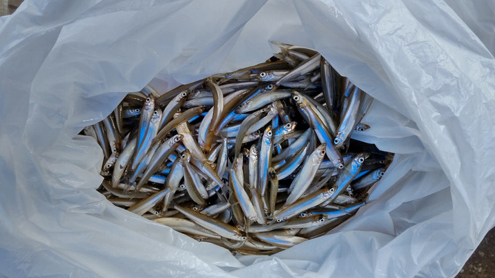 9月7日ワカサギ釣果2