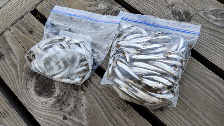 9月7日ワカサギ釣果3