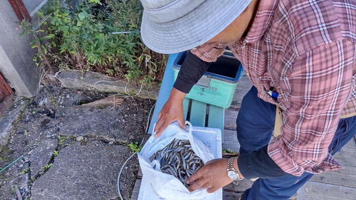 9月10日ワカサギ釣果1
