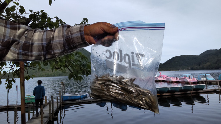 9月13日ワカサギ釣果
