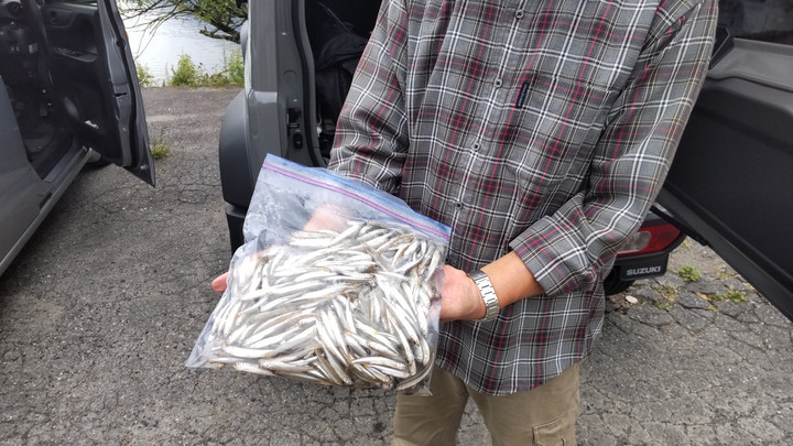 9月14日ワカサギ釣果1