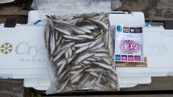 9月18日ワカサギ釣果