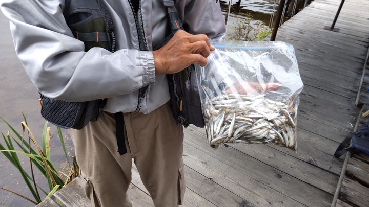 9月29日ワカサギ釣果1