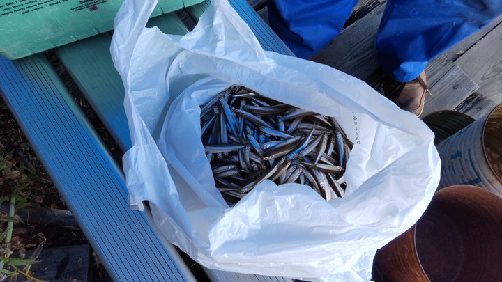 10月5日ワカサギ釣果1