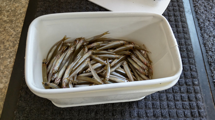 10月16日ワカサギ釣果