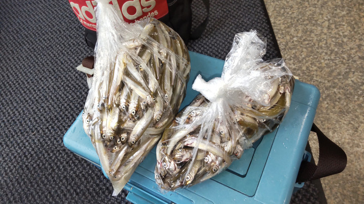 9月3日ワカサギ釣果