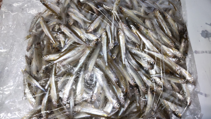 9月5日ワカサギ釣果