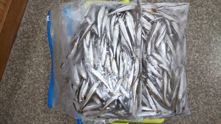 9月7日ワカサギ釣果