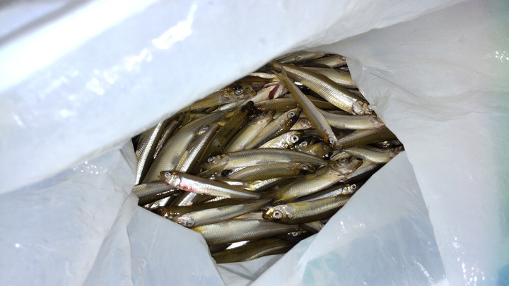 9月26日ワカサギ釣果