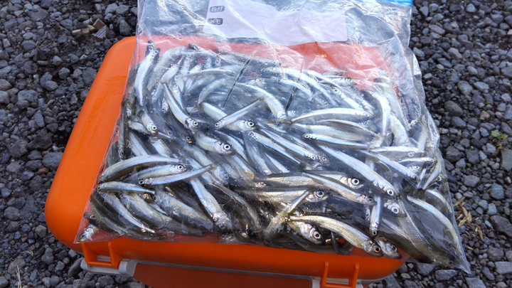 10月20日ワカサギ釣果