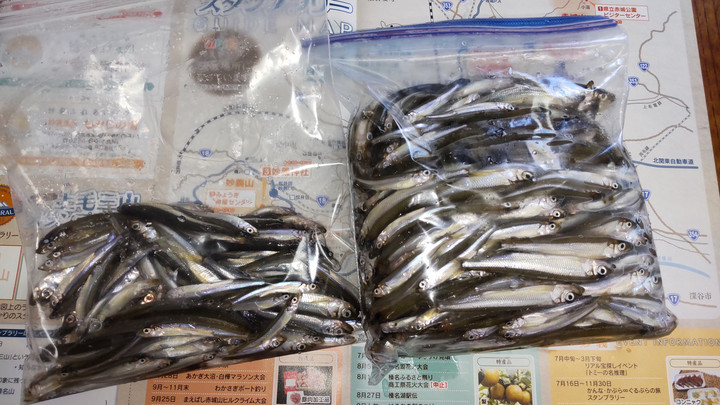 10月21日ワカサギ釣果