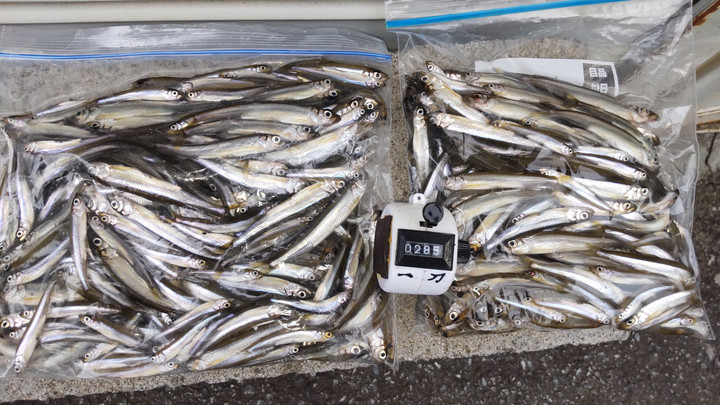 10月22日ワカサギ釣果