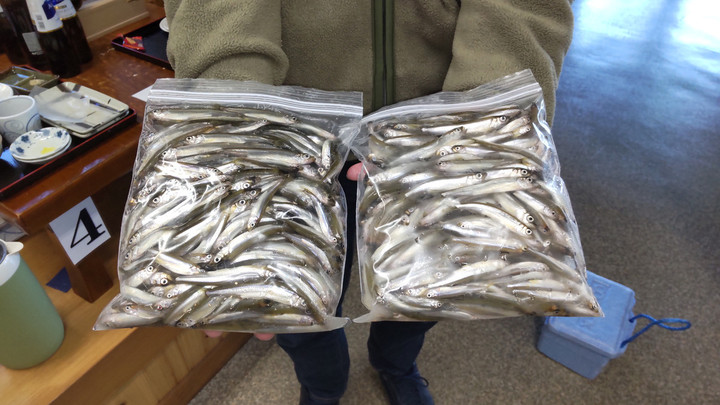 11月2日ワカサギ釣果