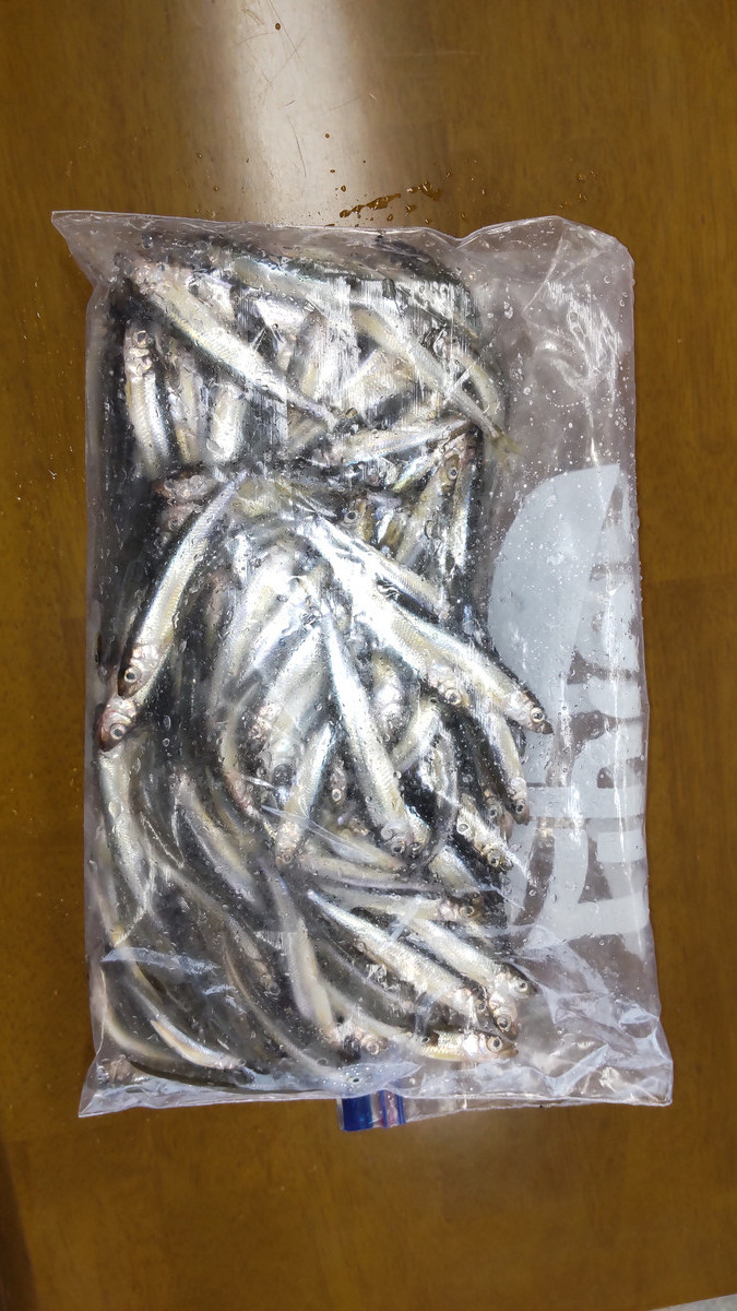 11月23日ワカサギ釣果