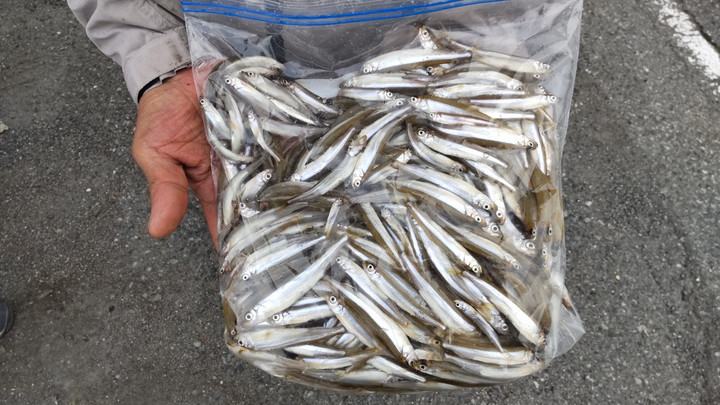 ９月３日ワカサギ釣果