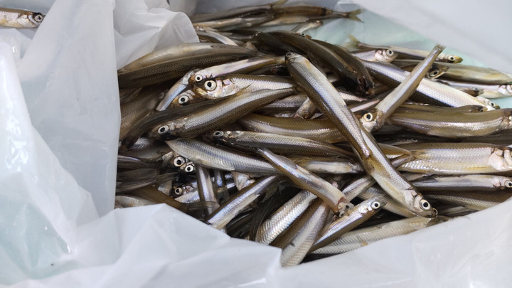 ９月４日ワカサギ釣果