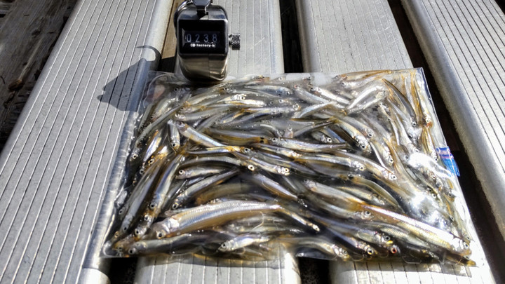 ９月２０日ワカサギ釣果