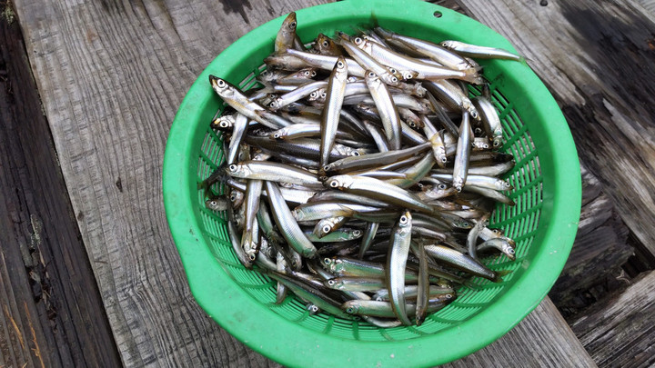 ９月３０日ワカサギ釣果