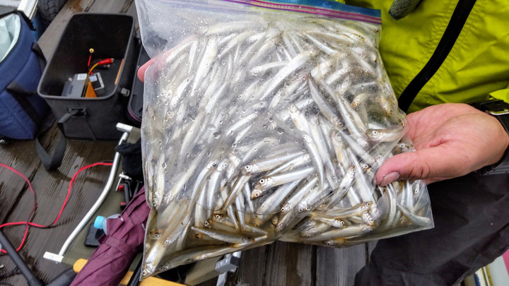 １０月５日今シーズン最高釣果