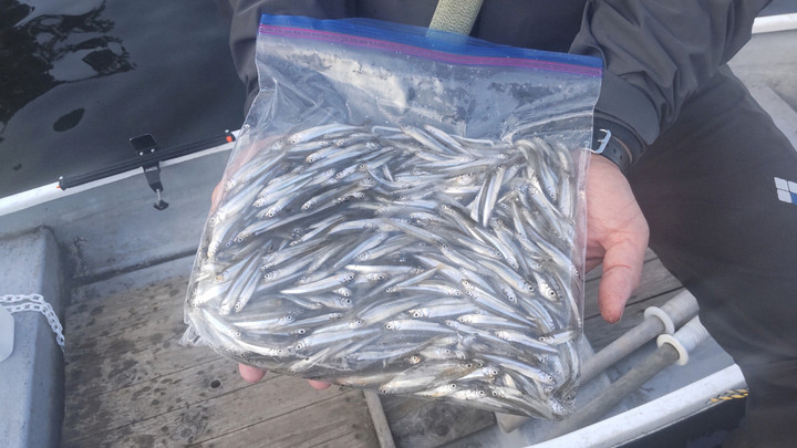 １０月１２日ワカサギ釣果