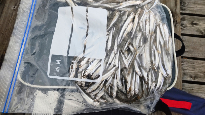 １０月１５日ワカサギ釣果